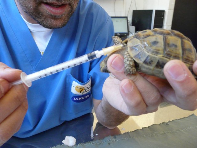 Inyeccion intravenosa tortuga